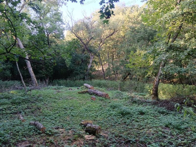 #5215 Zebegény határában, tölgyerdő ölelésében, patakparton eladó egy valóban rendkívüli tanya – ahol a csend még érték, a természet pedig mindennapi társ.