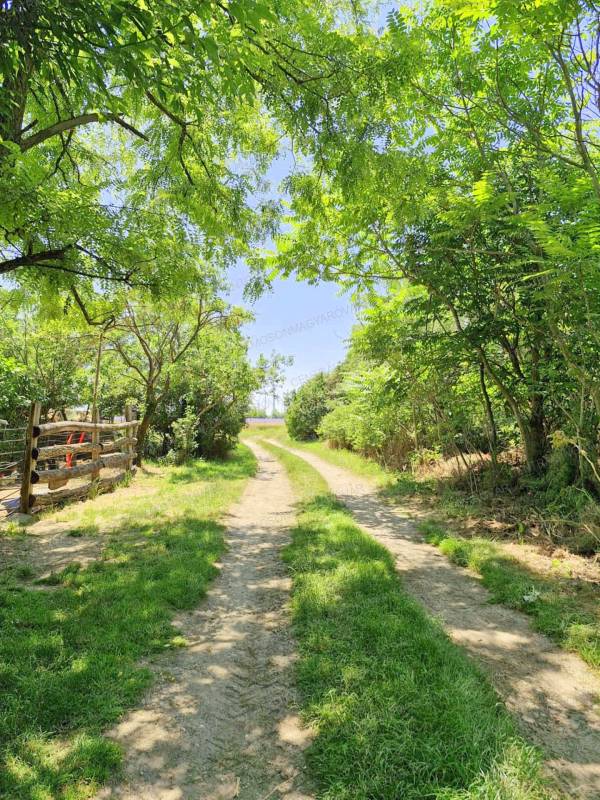 #8077 Közvetlenül az osztrák határnál 5db épÍtési telek egyben eladó!