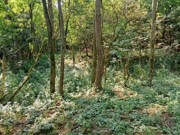 #9489 Befektetők figyelem! Zebegényben 5823m2 telek eladó