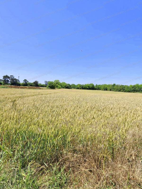 #8076 Közvetlenül az osztrák határ mellett, Albertkázmérpusztán telkek eladók!