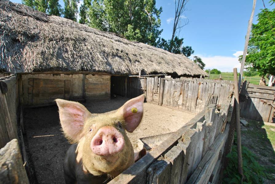 #4029 #NAGYTARCSA #IPARI #GAZDASÁGI #TERÜLET