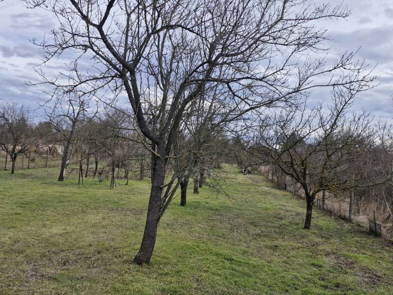 #7235 Szolnokon a Mandula utcában eladó egy 1439 m-es építési telek !