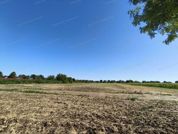 #8953 Belterületi telek Balatonszabadiban