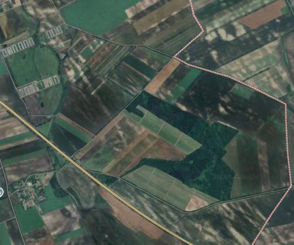 #8443 Mocsa külterületén 7,5 hektár erdő eladó!