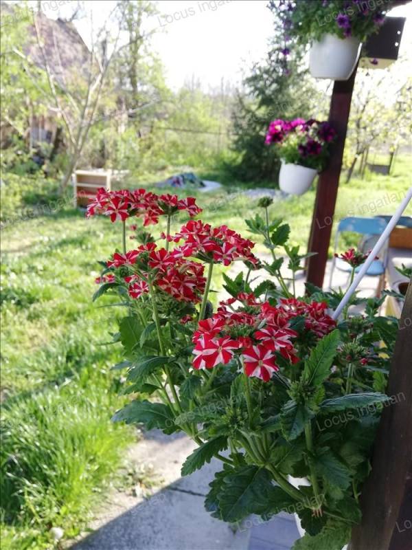 #8550 Tápiószelén 3 szobás családi ház eladó