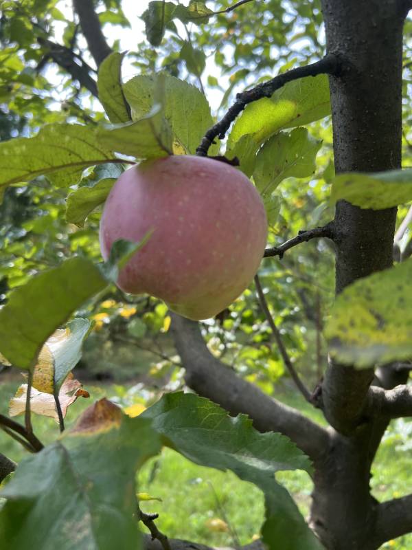 #5275 Szombathelyen vízzel,villannyal 608 nm-es kert eladó sok gyümölcsfával