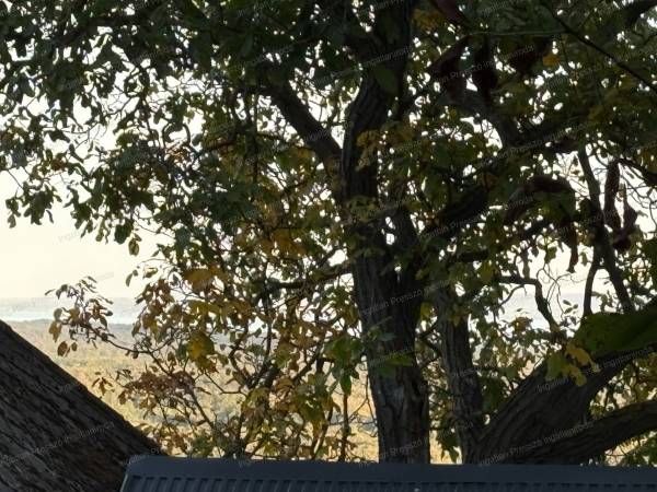 #7599 Eladó külterület Szentantalfához tartozó Tagyon-hegy tetején!