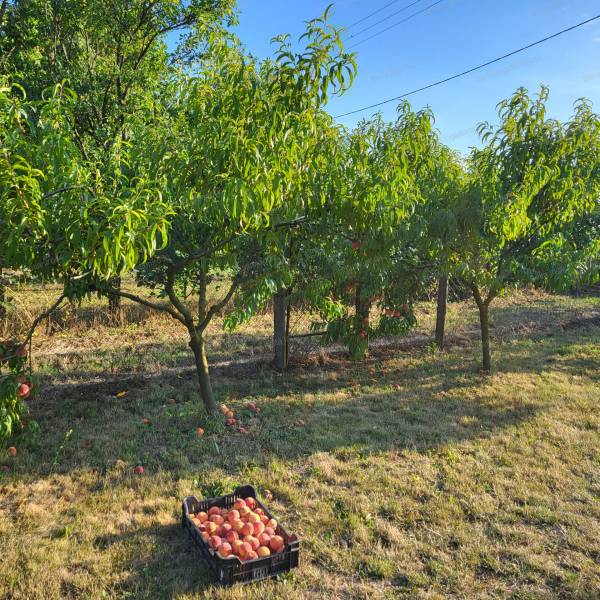 #6656 Kaposváron a Volántelep mögött telek eladó!